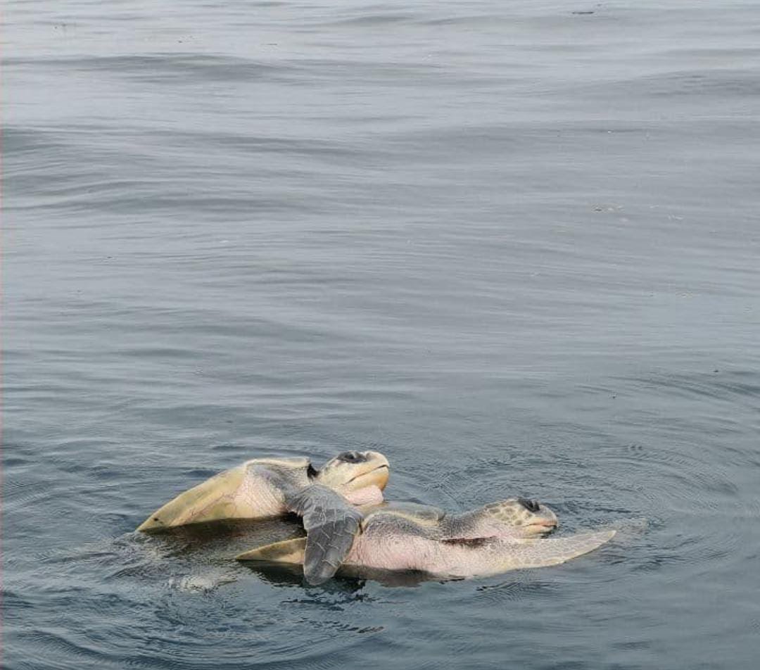 ffe3cf6d-b9c7-402f-8945-57fa8e67fc50 ffe3cf6d-b9c7-402f-8945-57fa8e67fc50